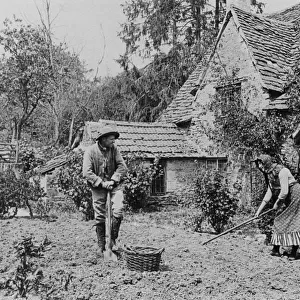 Digging a vegetable patch, 1890s