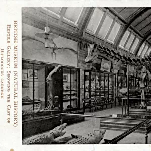 Diplodocus Carnegii - Reptile Gallery, Natural History Museu