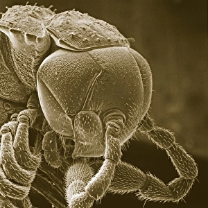 Diplopoda sp. plate millipede