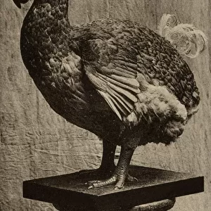 Dodo at The African Museum of the Island of Aix