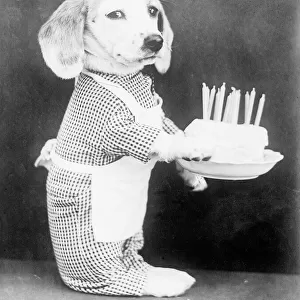 Doggy Birthday Cake