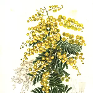 Downy wattle or pubescent acacia, Acacia pubescens