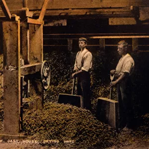 Drying Hops 1906