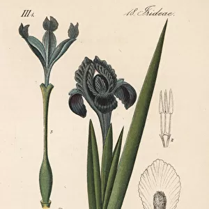 Dwarf iris, Iris pumila