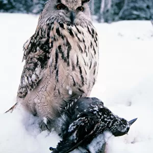 Owls Collection: Forest Eagle Owl