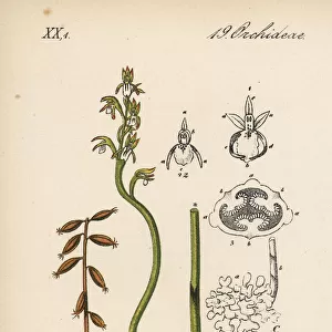 Early coralroot, Corallorhiza trifida