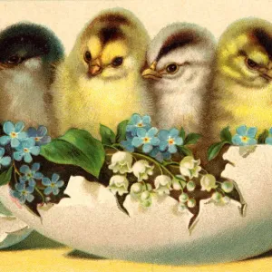 Chicks and Flowers Easter Print Chicks and Flowers Easter Print