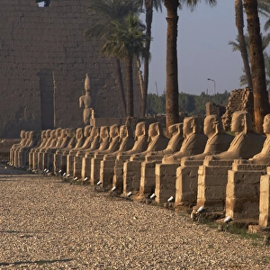 EGYPT. TEMPLE OF LUXOR. Avenue of the Sphinxes