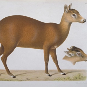 Elaphodus cephalophus, tufted deer