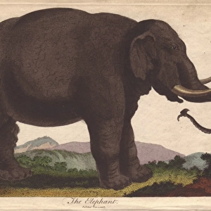 Elephant, Elephas maximus