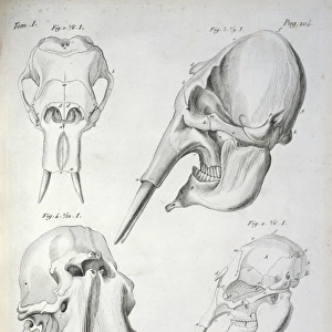 Elephant skulls