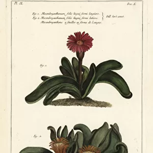Elkhorn plant, Rhombophyllum dolabriforme