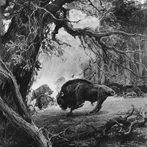 Endangered European bison in wartime, 1915