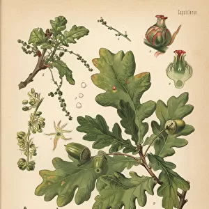 English oak or pedunculate oak, Quercus robur