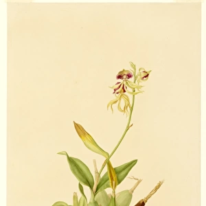 Epidendrum cochleatum, clamshell orchid