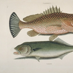 Epinephelus gattatus, red hind & Euthynnus pelamis, skipjack