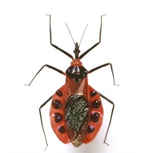 Hemiptera Collection: Red Assassin Bug