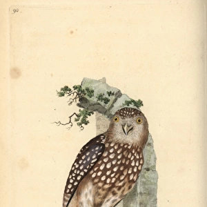 Eurasian Pygmy Owl, Glaucidium passerinum