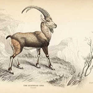European ibex, Capra ibex