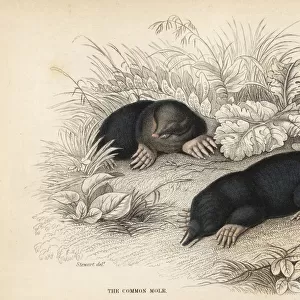 European mole, Talpa europaea