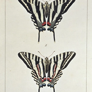Eurytides marcellus (Ajax), swallow tailed butterfly