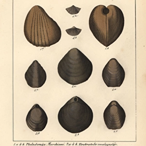 Mollusks Canvas Print Collection: Extinct Mollusks