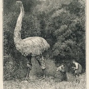 Print of Dinornis giganteus, a large extinct bird