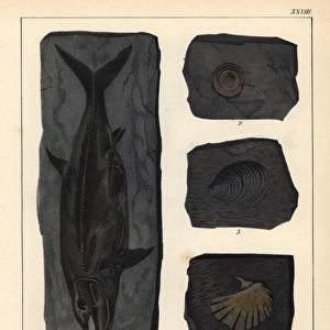 Extinct fossil fish Thryssops, and shells Patella