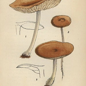 Fairy ring champignon, Marasmius oreades 1