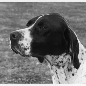 Print of a Liver and White Pointer, Crufts Best in Show 1958 Print of a Liver and White Pointer, Crufts Best in Show 1958