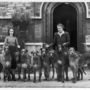 Hound Related
