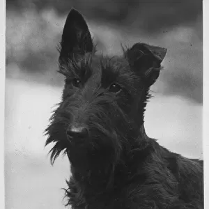 Fall / Scottish Terr. / 1939