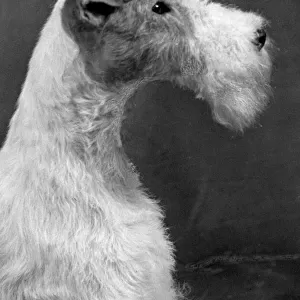 Fall / Wire Fox Terrier / 54