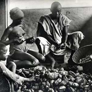 A family husking Kola nuts in Nigeria, Africa. The caffeine-containing fruit of the tree