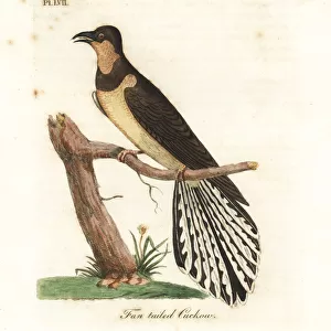 Cuckoos Mounted Print Collection: Fan Tailed Cuckoo