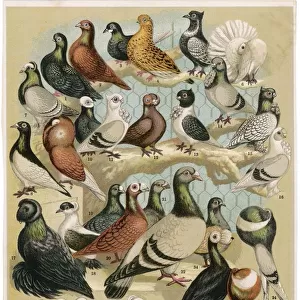 Birds Poster Print Collection: Pigeon
