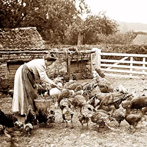 Farming feeding chickens early 1900s