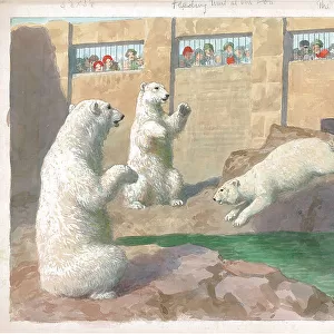 Feeding Time at the Zoo. The Polar Bears Earn their Dinner