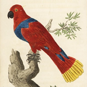 Female eclectus parrot, Eclectus roratus