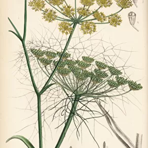 Fennel, Foeniculum vulgare
