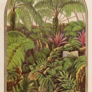 Fern Culture 1873