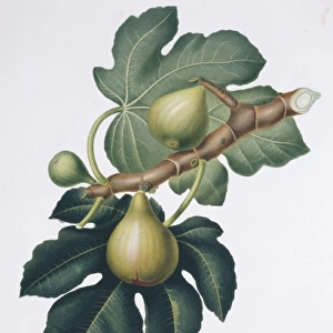 Ficus carica, fig