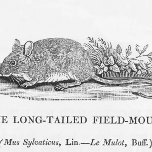 Long-tailed Field-Mouse Print (Bewick) Long-tailed Field-Mouse Print (Bewick)