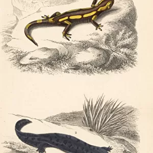 Fire salamander and hellbender