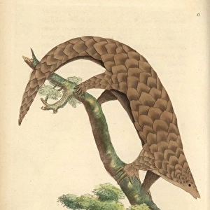 Five-toed manis, Chinese pangolin, or scaly