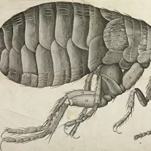 Flea illustration