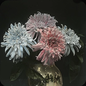 Flowers - Blue and Pink carnations
