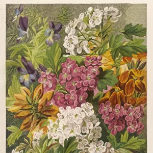 Flowers May & June 1863