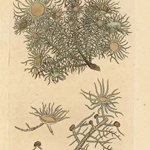 Flowery lichen, Usnea florida