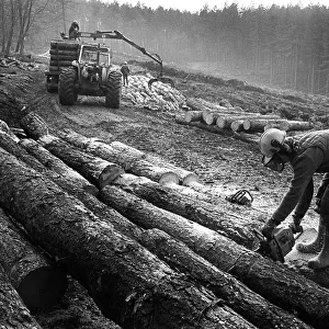 A forester cuts logs with a chain saw during tree felling